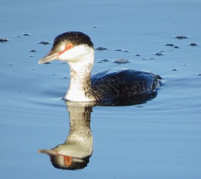 Horned Grebe