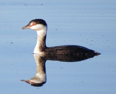 Horned Grebe