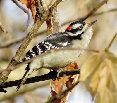 Downy Woodpecker