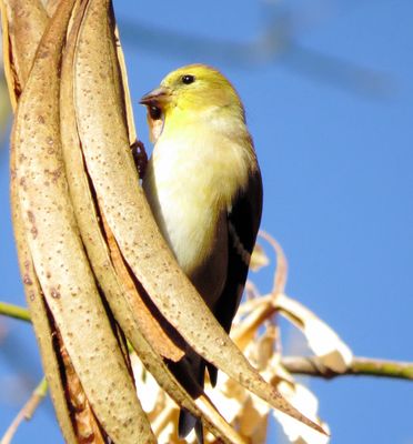 American Goldfinch