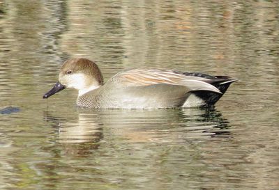 Gadwall