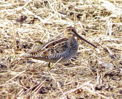 Wilson's Snipe