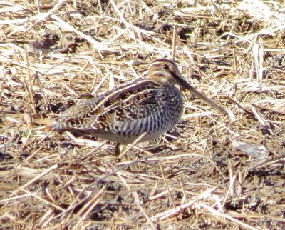 Wilson's Snipe