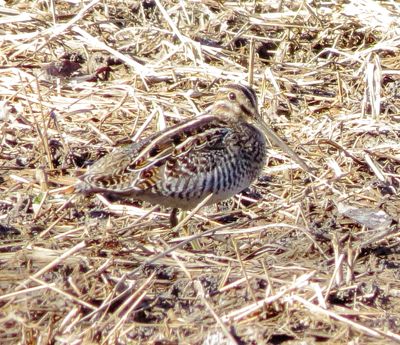 Wilson's Snipe