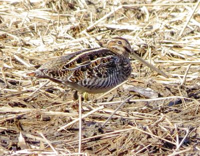 Wilson's Snipe
