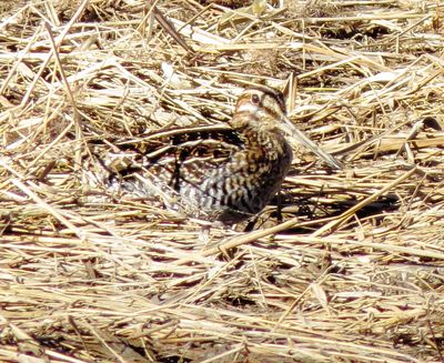 Wilson's Snipe