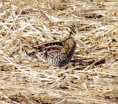 Wilson's Snipe