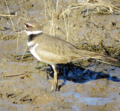 Killdeer