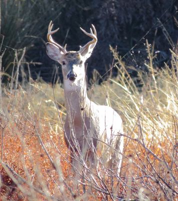 White-Tailed Deer