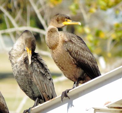 Double-Crested Cormorant