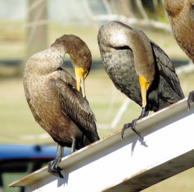 Double-Crested Cormorant