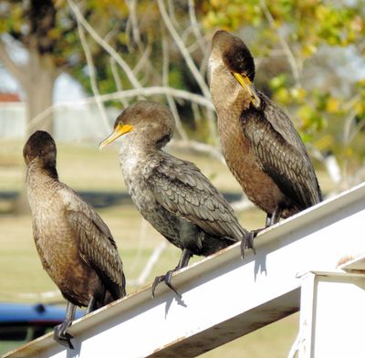Double-Crested Cormorant