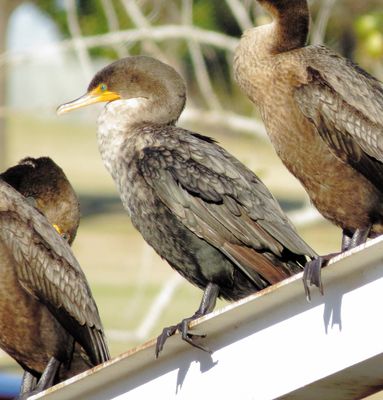 Double-Crested Cormorant