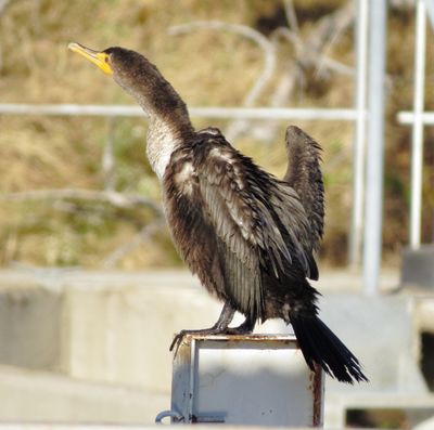 Double-Crested Cormorant