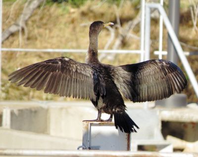 Double-Crested Cormorant