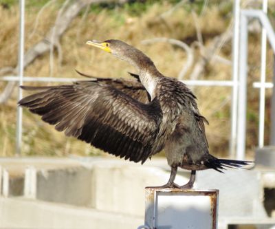 Double-Crested Cormorant