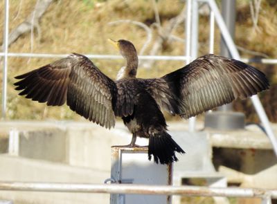 Double-Crested Cormorant
