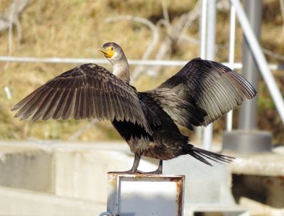 Double-Crested Cormorant