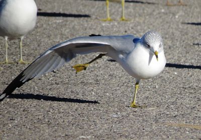 Ring-Billed Gull