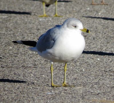 Ring-Billed Gull