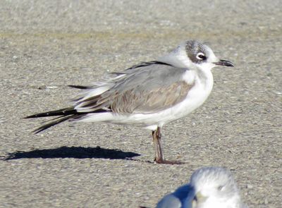 Franklin's Gull