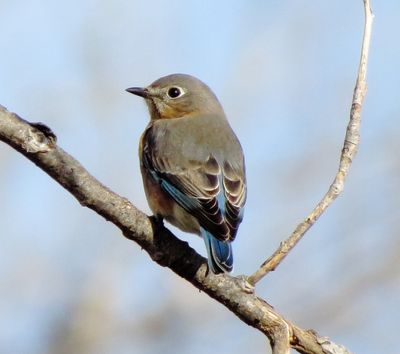 Eastern Bluebird