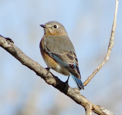 Eastern Bluebird