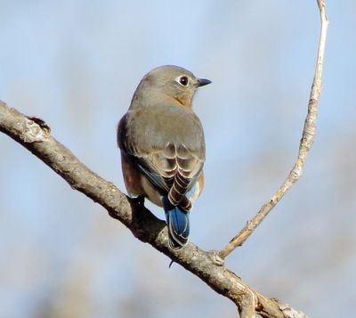 Eastern Bluebird