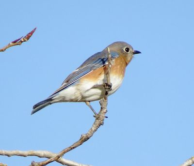 Eastern Bluebird