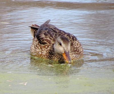 Gadwall