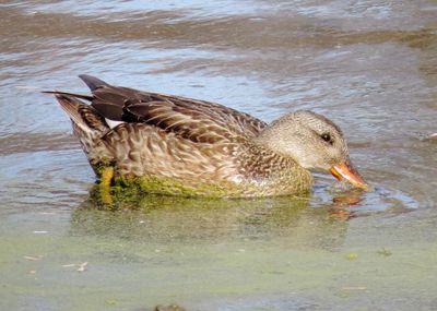 Gadwall