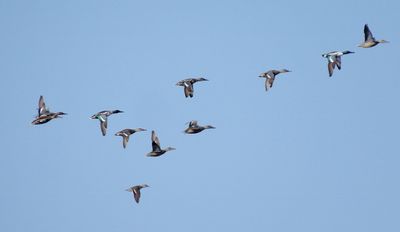 Northern Shoveler