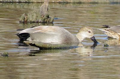 Gadwall