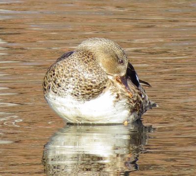Gadwall