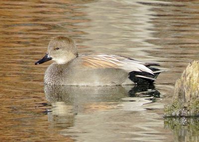 Gadwall
