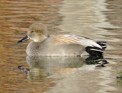 Gadwall
