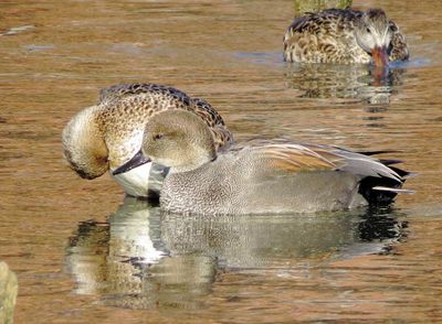 Gadwall