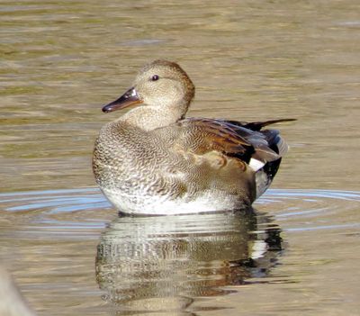 Gadwall