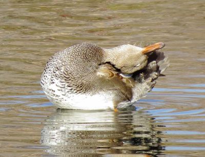 Gadwall
