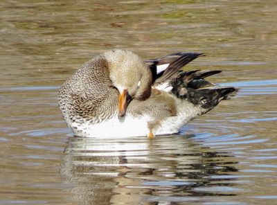 Gadwall