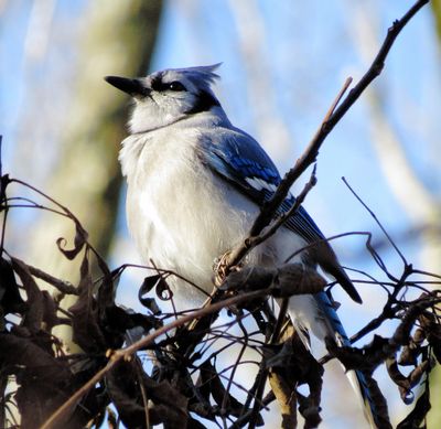 Blue Jay