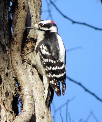 Downy Woodpecker