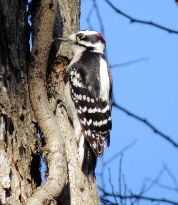 Downy Woodpecker