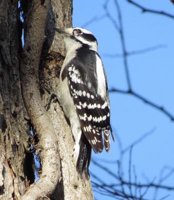 Downy Woodpecker