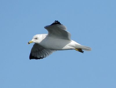 Ring-Billed Gull