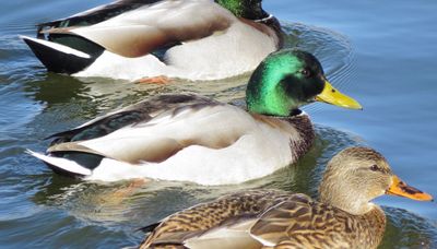 Mallard