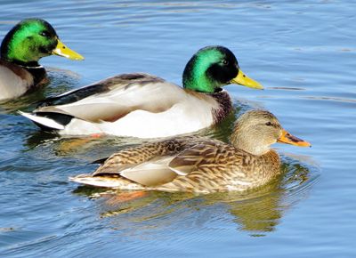Mallard