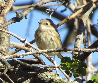 Myrtle Warbler