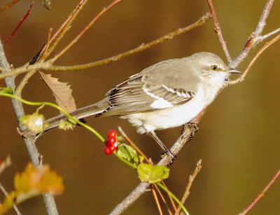 Northern Mockingbird