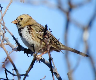 Harris's Sparrow